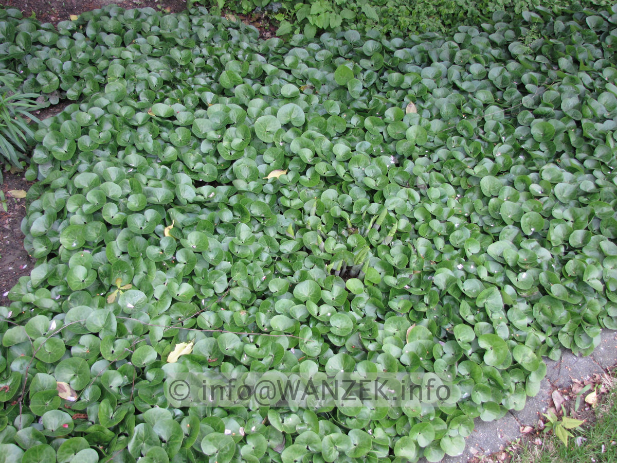 Asarum europaeum 03.JPG